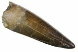 Gorgeous, Serrated Fossil Phytosaur Tooth - Arizona #145011-1
